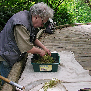 Rod Crawford sifting moss on boardwalk, circum-Lake-Quigg trail, Friends Landing Park, Grays Harbor County, Washington