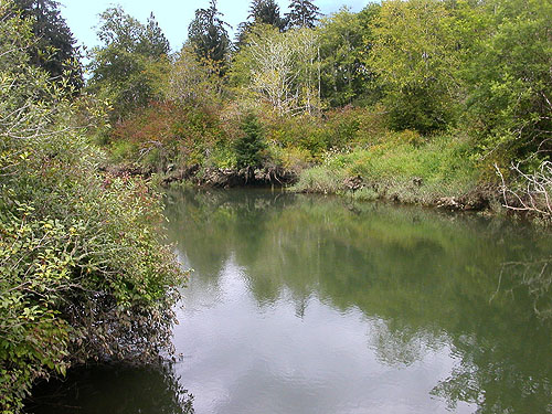 jungle on banks of outlet slough of Lake Quigg, circum-Lake-Quigg trail, Friends Landing Park, Grays Harbor County, Washington