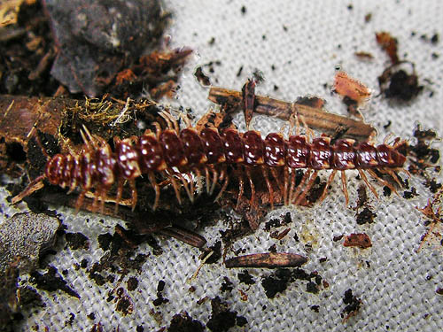 Nearctodesmus milliped from leaf litter, circum-Lake-Quigg trail, Friends Landing Park, Grays Harbor County, Washington