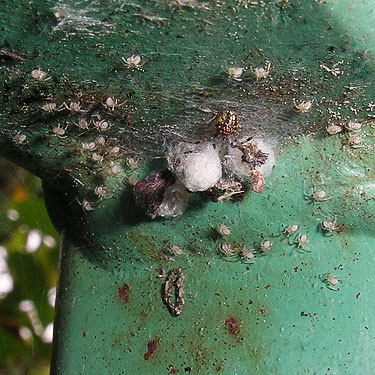 Theridion varians with eggs & young on bridge, circum-Lake-Quigg trail, Friends Landing Park, Grays Harbor County, Washington