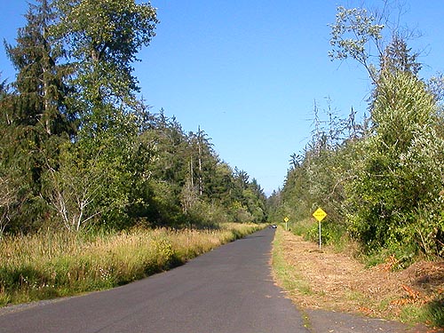 swampy woods and fields along Central Park Drive near Friends Landing Park, Grays Harbor County, Washington