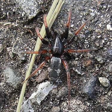 gnaphosid spider Poecilochroa montana, Lake Quigg campground, Friends Landing Park, Grays Harbor County, Washington