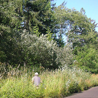 Rod Crawford collecting beside Central Park Drive near Friends Landing Park, Grays Harbor County, Washington