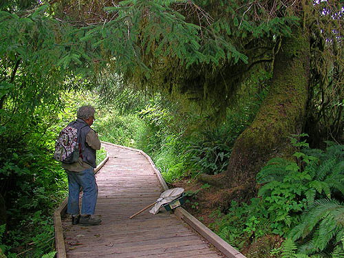 Rod Crawford by Sitka spruce tree, circum-Lake-Quigg trail, Friends Landing Park, Grays Harbor County, Washington