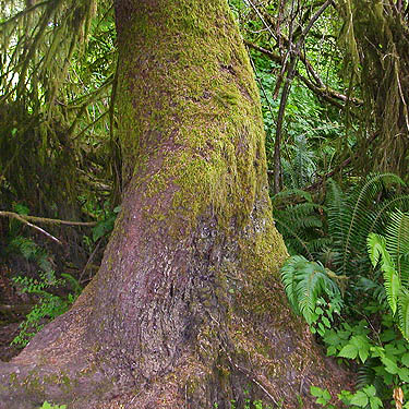 trunk of Sitka spruce by trail, circum-Lake-Quigg trail, Friends Landing Park, Grays Harbor County, Washington