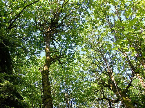 bigleaf maple canopy, first BioBlitz site, Gazzam Lake Nature Preserve, Bainbridge Island, Washington
