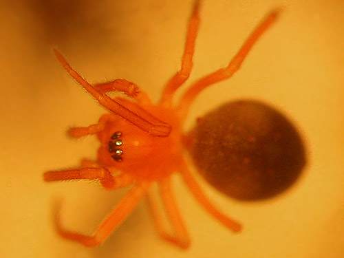 linyphiid sheetweb spider Microeta viaria, Gazzam Lake Nature Preserve, Bainbridge Island, Washington