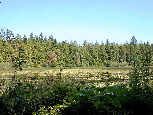 Marshy part of lake, Gazzam Lake Nature Preserve, Bainbridge Island, Washington