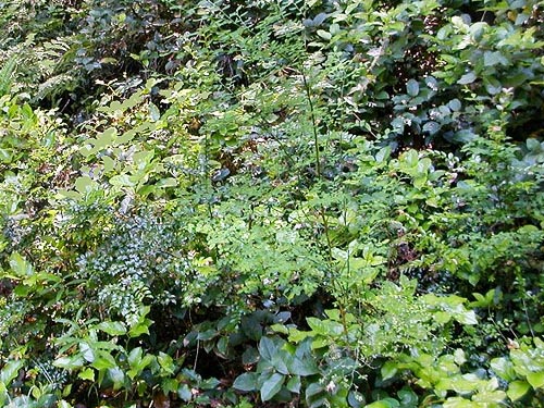 rich-looking understory shrubs, Gazzam Lake Nature Preserve, Bainbridge Island, Washington