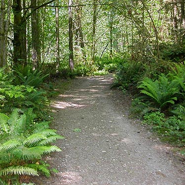 trail in Gazzam Lake Nature Preserve, Bainbridge Island, Washington