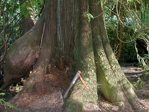 large red cedar trunk Thuja plicata near lake, Gazzam Lake Nature Preserve, Bainbridge Island, Washington