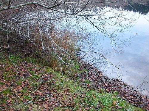 banks of lake, clearing on E side of Gibbs Lake, Jefferson County, Washington