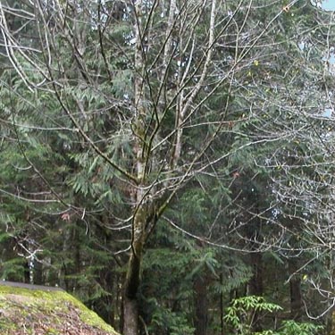bare maple tree, south end of Gibbs Lake, Jefferson County, Washington
