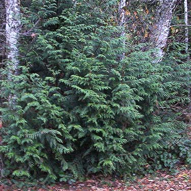 red cedar foliage, clearing on E side of Gibbs Lake, Jefferson County, Washington