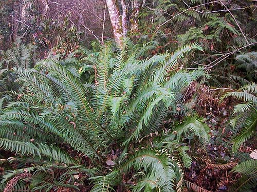 sword fern Polystichum munitum, south end of Gibbs Lake, Jefferson County, Washington