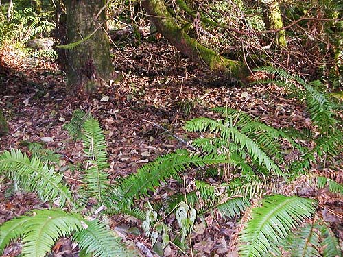 understory, moss and litter habitats, Gibbs Lake County Park, Jefferson County, Washington