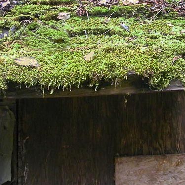 moss on shed roof, south end of Gibbs Lake, Jefferson County, Washington