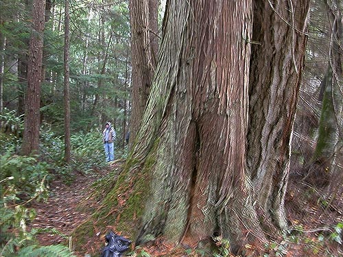 big red cedar trunk, south end of Gibbs Lake, Jefferson County, Washington