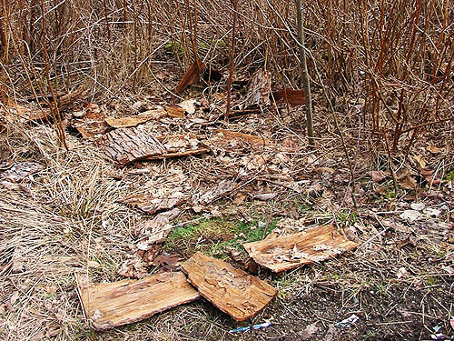 bark chunks on ground, clearcut near Salmon Creek, north slope Cultus Mountain, Skagit County, Washington