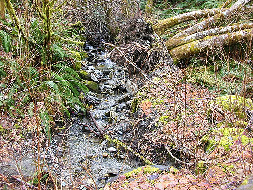 forest brook, Cultus Mountain Watershed, W of Gilligan Creek, Skagit County, Washington
