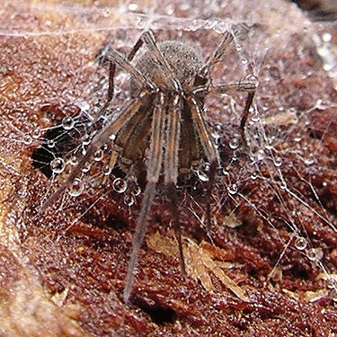 spider Calymmaria nana under bark, clearcut near Salmon Creek, north slope Cultus Mountain, Skagit County, Washington