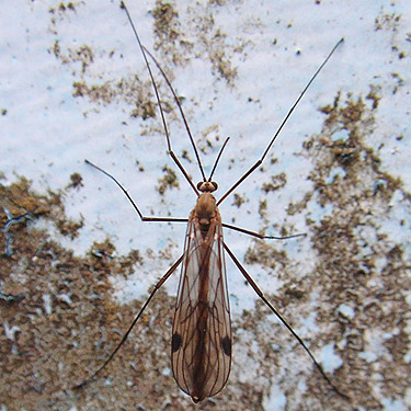 crane fly, Tipulidae, clearcut near Salmon Creek, north slope Cultus Mountain, Skagit County, Washington