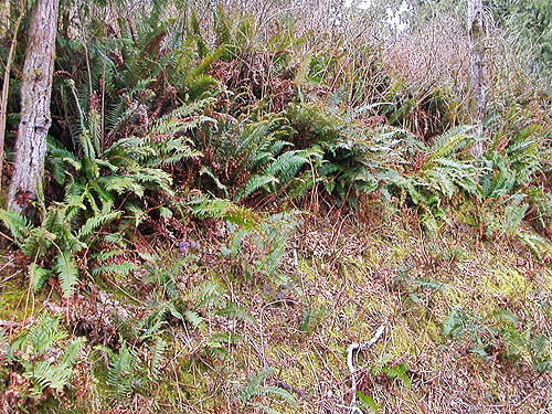 roadside ferns, clearcut near Salmon Creek, north slope Cultus Mountain, Skagit County, Washington