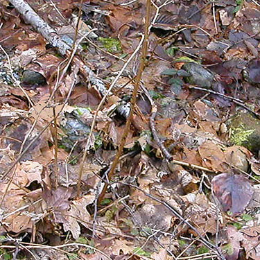 leaf litter, Cultus Mountain Watershed, W of Gilligan Creek, Skagit County, Washington