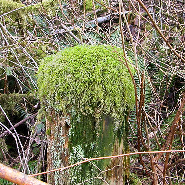 moss on stump top, Cultus Mountain Watershed, W of Gilligan Creek, Skagit County, Washington