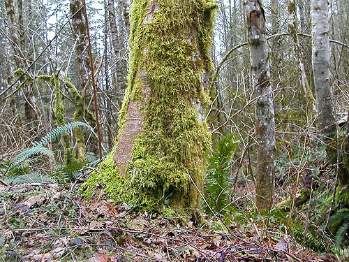 moss on tree trunk, Cultus Mountain Watershed, W of Gilligan Creek, Skagit County, Washington