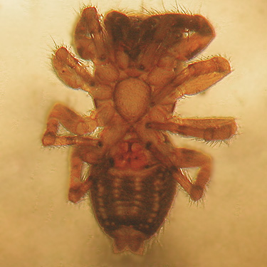 ventral view of jumping spider Neon reticulatus from moss, Cultus Mountain Watershed, W of Gilligan Creek, Skagit County, Washington