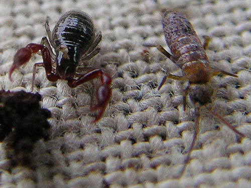 neobisiid pseudoscorpion and Tomocerus springtail from moss, Cultus Mountain Watershed, W of Gilligan Creek, Skagit County, Washington