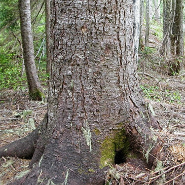 old growth mountain hemlock trunk, Glacier View Trail, Pierce County, Washington