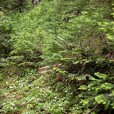 conifer foliage in first saddle, Glacier View Trail, Pierce County, Washington