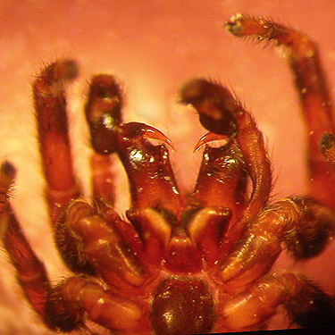 ventral view, mouthparts of jumping spider Pelegrina aeneola, Glacier View Trail, Pierce County, Washington