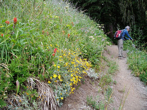 small subalpine meadow along trail, Glacier View Trail, Pierce County, Washington