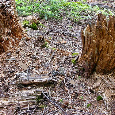 dead wood on forest floor, Glacier View Trail, Pierce County, Washington