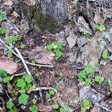 dead wood on forest floor, Glacier View Trail, Pierce County, Washington