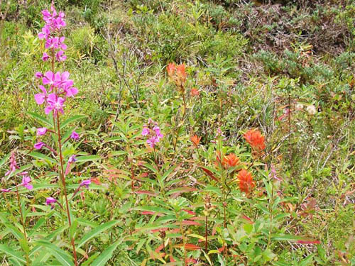 Epilobium & Castilleja flowers, Glacier View Trail, Pierce County, Washington