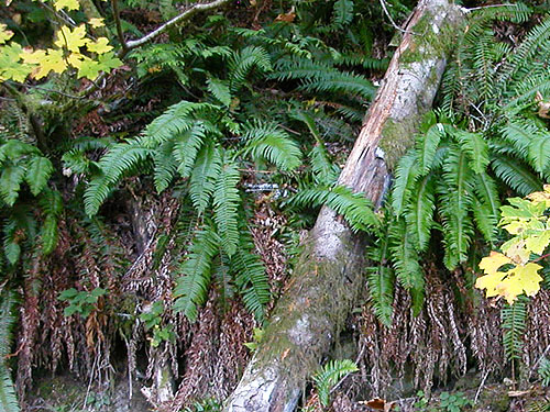 trailside bank with Polystichum fern, Gold Creek/Davis Trail, Kitsap County, Washington