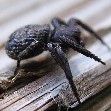 Bassaniana utahensis crab spider on bridge railing, Gold Creek/Davis Trail, Kitsap County, Washington
