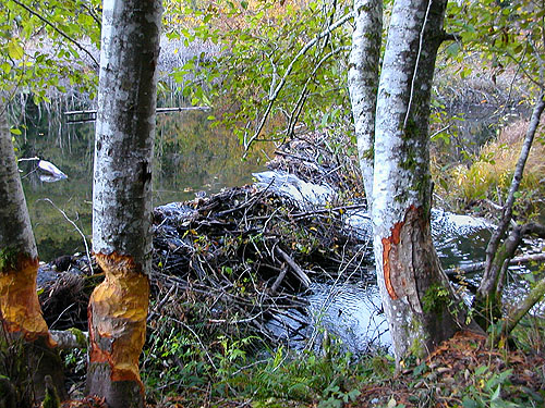 work of beavers, Gold Creek/Davis Trail, Kitsap County, Washington