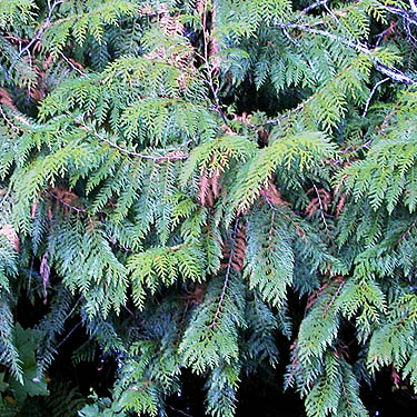 red cedar Thuja plicata foliage, Gold Creek/Davis Trail, Kitsap County, Washington