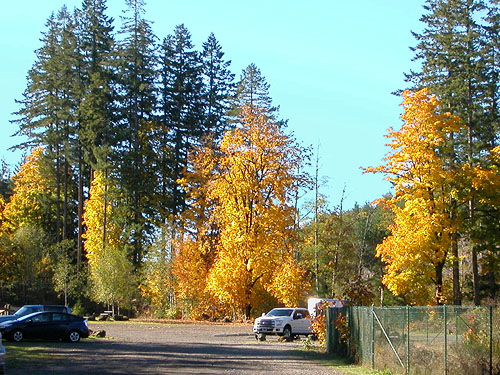 fall color of cottonwoods in parking lot, Gold Creek Trailhead, Kitsap County, Washington
