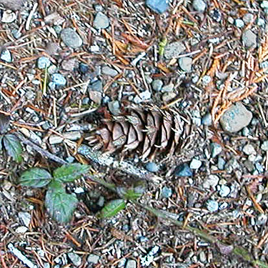 Douglas-fir cone beside trail, Gold Creek/Davis Trail, Kitsap County, Washington