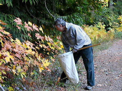 Laurel Ramseyer tapping conifer cones, Gold Creek/Davis Trail, Kitsap County, Washington