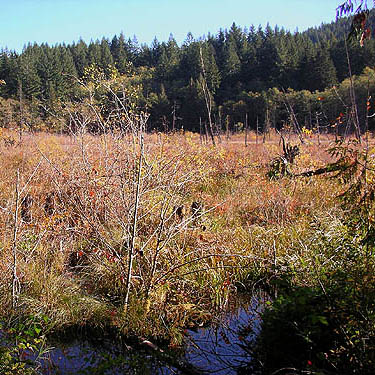 marginal ditch of beaver marsh, Gold Creek/Davis Trail, Kitsap County, Washington