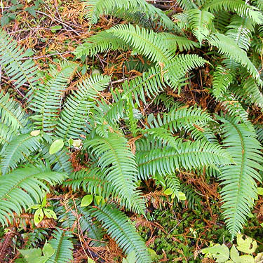 sword fern understory Polystichum munitum, Gold Creek/Davis Trail, Kitsap County, Washington