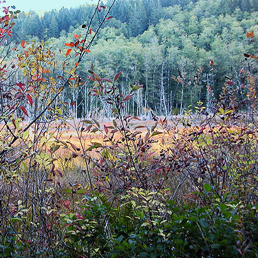 Beaver marsh along Gold Creek Trail, Kitsap County, Washington
