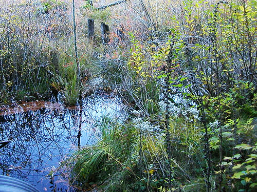 marginal ditch of beaver marsh, Gold Creek/Davis Trail, Kitsap County, Washington